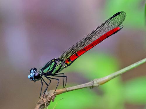 Réf. 277 969 : Chlorocypha trifaria